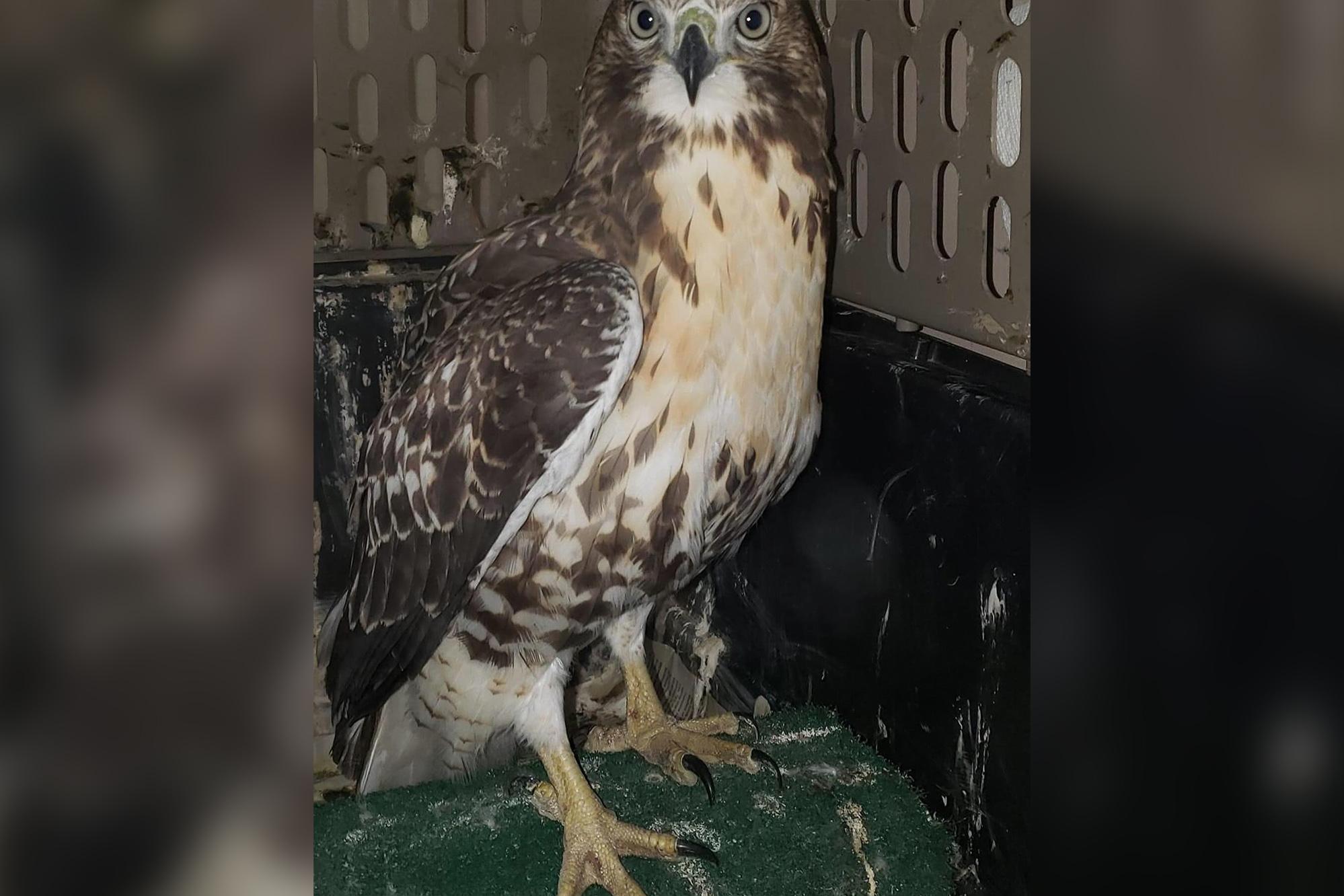 Jersey, the female red-tailed hawk rescued from behind a vehicle's grille. (<a href="https://northcountrywildcare.org/contact/">Courtesy of North Country Wild Care</a>)