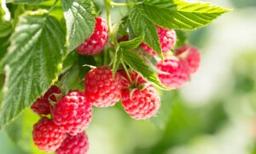 Why Raspberries Are the New Heart-Healthy Superfruit