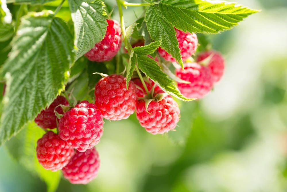 Why Raspberries Are the New Heart-Healthy Superfruit | California Insider