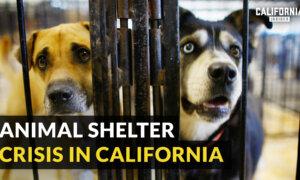 Why California Animal Shelters Are Facing Record Number Abandoned Pets | Zach Skow