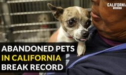 Why California Animal Shelters Are Facing Record Number Abandoned Pets | Zach Skow