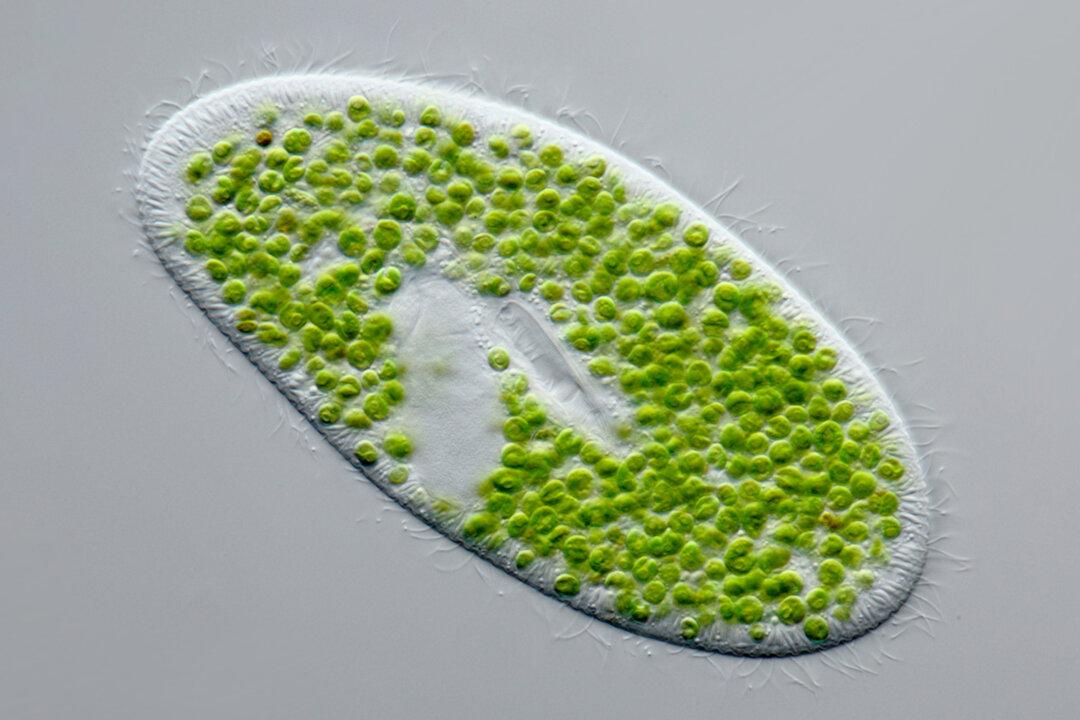 Even single-celled organisms like paramecium demonstrate purposeful behaviors such as swimming, avoiding obstacles, mating, and learning without having a single synapse or being part of a neural network. (Lebendkulturen.de/Shutterstock)