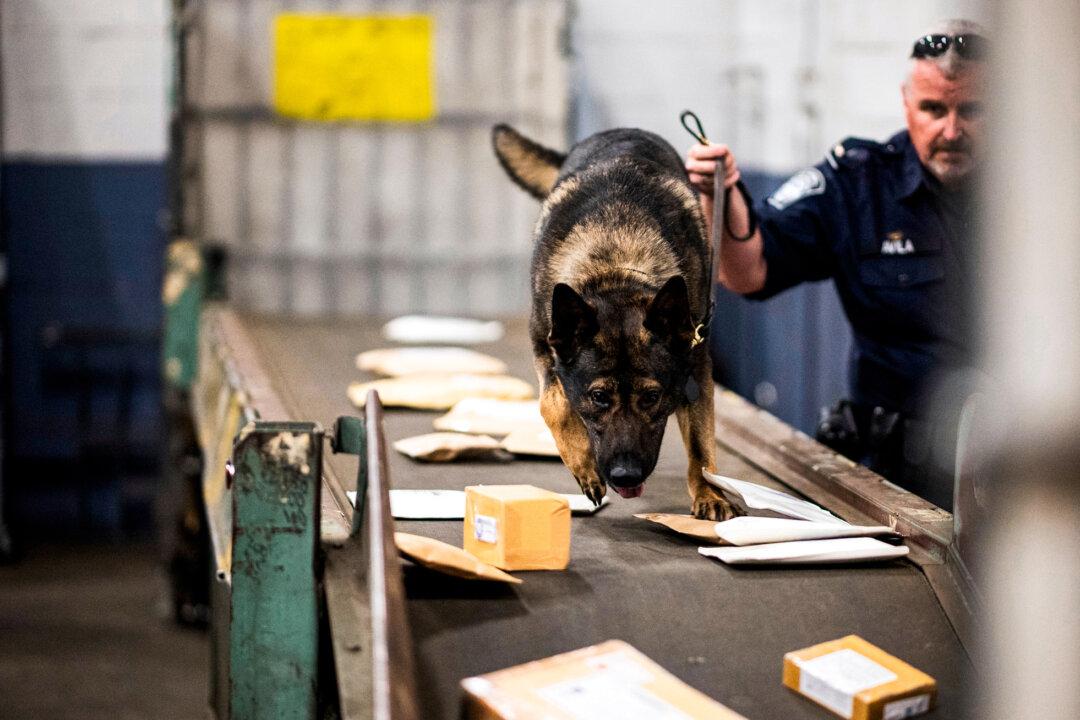 An officer from the customs and border protection, trade, and cargo division works with a dog to check parcels for fentanyl at John F. Kennedy Airport's U.S. Postal Service facility in New York City, on June 24, 2019. (Johannes Eisele/AFP via Getty Images)