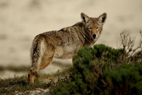 A coyote walks through the sand dunes in Pebble Beach, Calif., on Feb. 11, 2010. (Ezra Shaw/Getty Images)