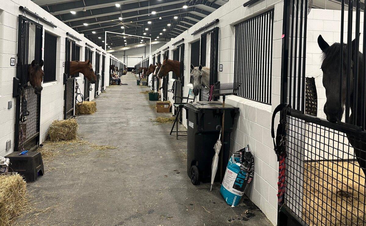 Horses evacuated from the path of Hurricane Idalia peek out from their stalls where they were sheltered at the World Equestrian Center in Ocala on Aug. 29, 2023. (Courtesy of Liberty Holt)