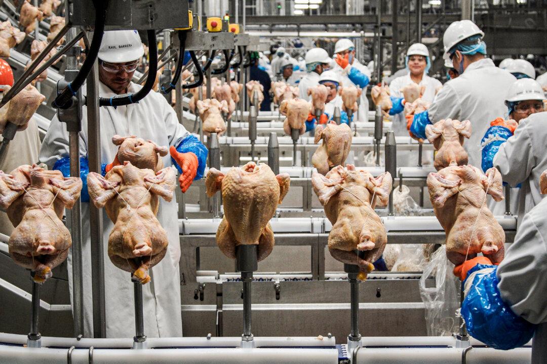 Workers process chickens at a poultry plant in Fremont, Neb., on Dec. 12, 2019. (Nati Harnik/AP Photo)