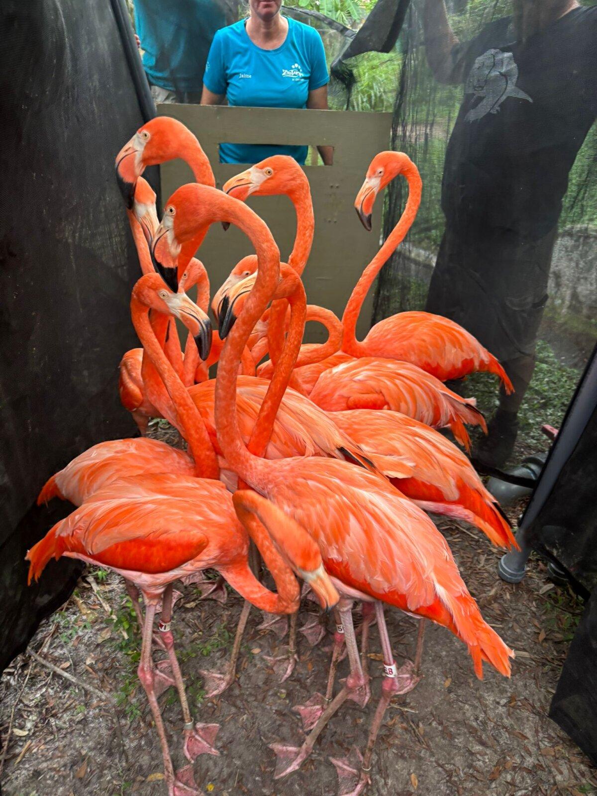 Flamingos huddle together while being moved to safety ahead of Hurricane Milton at ZooTampa in Tampa, Fla. (Courtesy of ZooTampa)