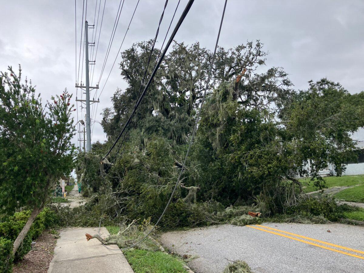 In the aftermath of Hurricane Milton, a fallen tree pins down a power line near Florida Southern College in Lakeland, Fla., on Oct. 10, 2024. (John Haughey/The Epoch Times)