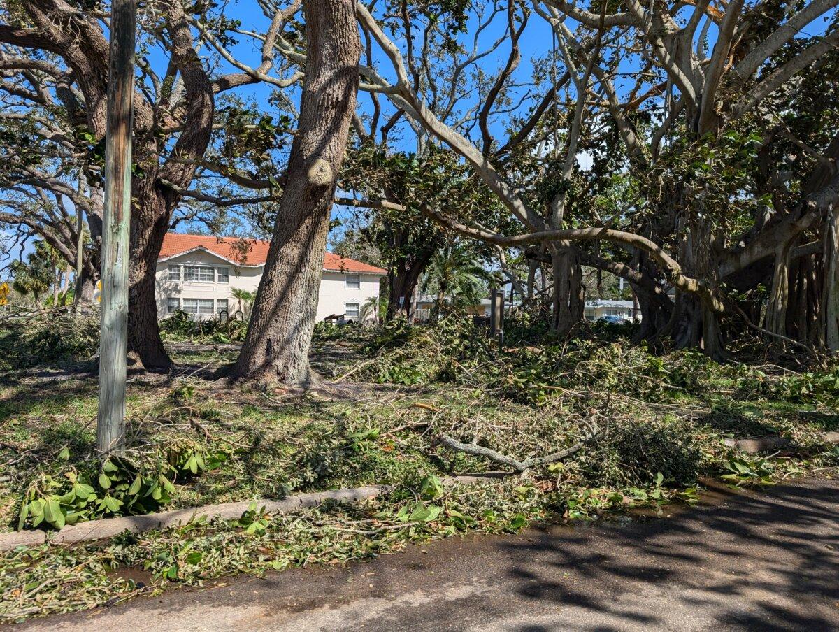 Broken branches are scattered around a banyan tree on W Venice Ave. in Venice, Florida, during the aftermath of Hurricane Milton on Oct. 10, 2024. (Jacob Burg/The Epoch Times)