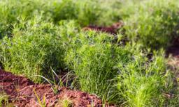 The Millennia-Old Herb That Makes Dishes Both Digestible and Delicious