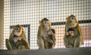 43 Monkeys on the Loose After Escaping From South Carolina Research Facility