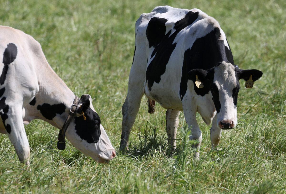 Cows graze in a field at a dairy farm in Petaluma, Calif., on April 26, 2024. (Justin Sullivan/Getty Images)