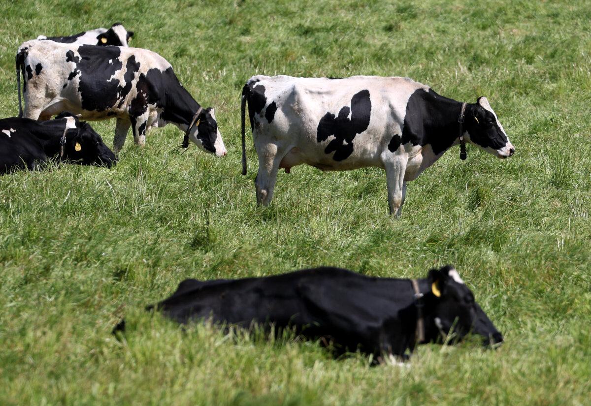 Cows graze in a field at a dairy farm in Petaluma, Calif., on April 26, 2024. (Justin Sullivan/Getty Images)