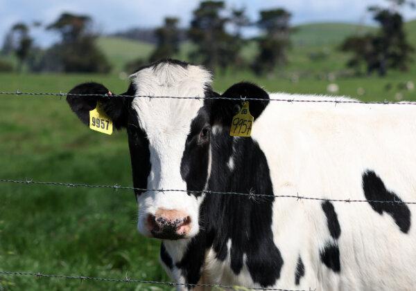 A cow grazes in a field at a dairy farm in Petaluma, Calif., in Sonoma County, on April 26, 2024. An animal-rights activist group's ballot measure to ban animal farms in Sonoma County was defeated. (Justin Sullivan/Getty Images)