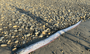 Second Rare Deep-Sea Oarfish Washes Up on San Diego County Beach