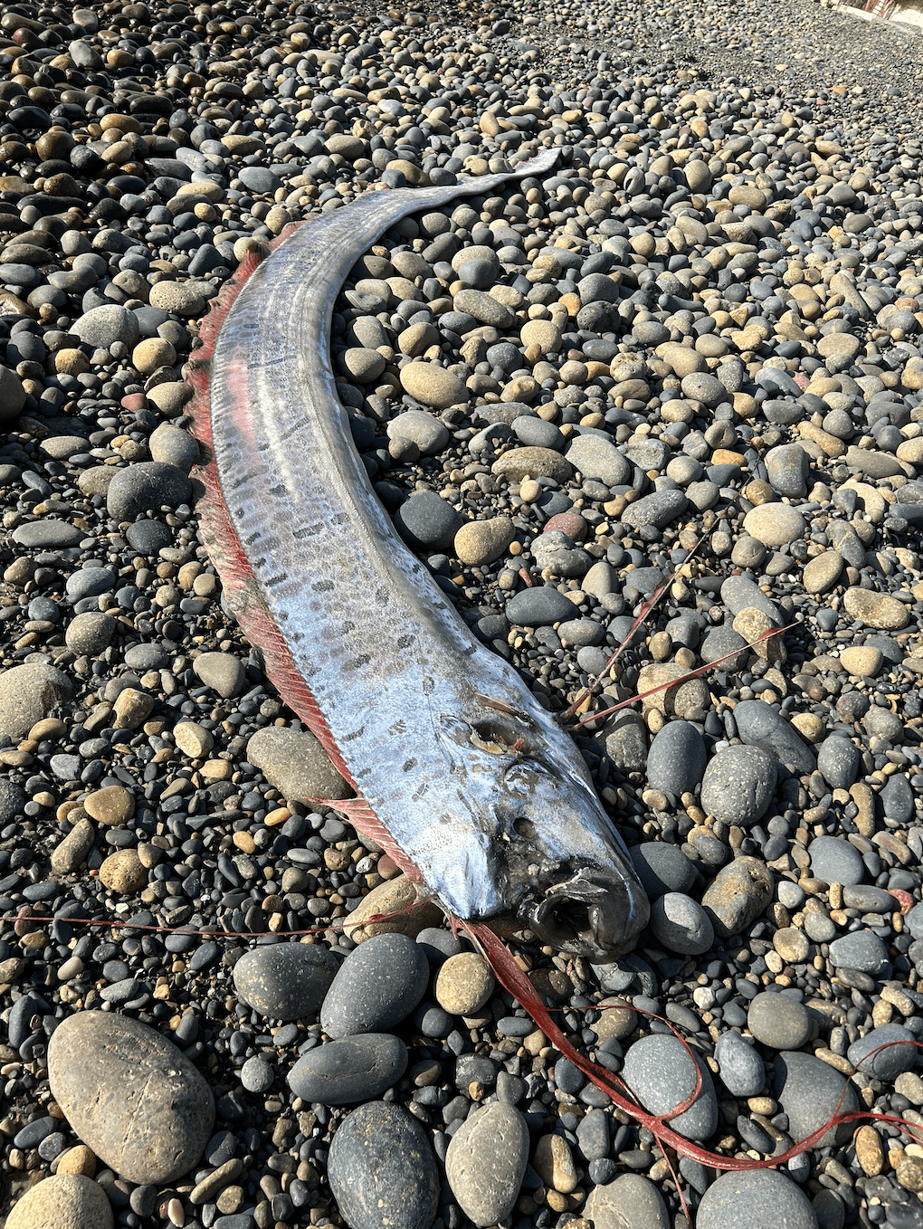 For the second time this year, a rare deep-sea oarfish has washed ashore in San Diego County. (Courtesy of Alison Laferriere/Scripps Institution of Oceanograph)