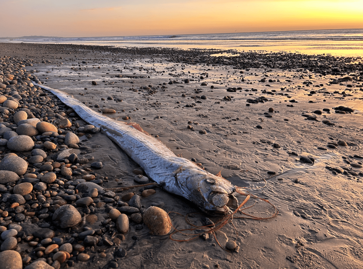 For the second time this year, a rare deep-sea oarfish has washed ashore in San Diego County. (Courtesy of Alison Laferriere/Scripps Institution of Oceanograph)