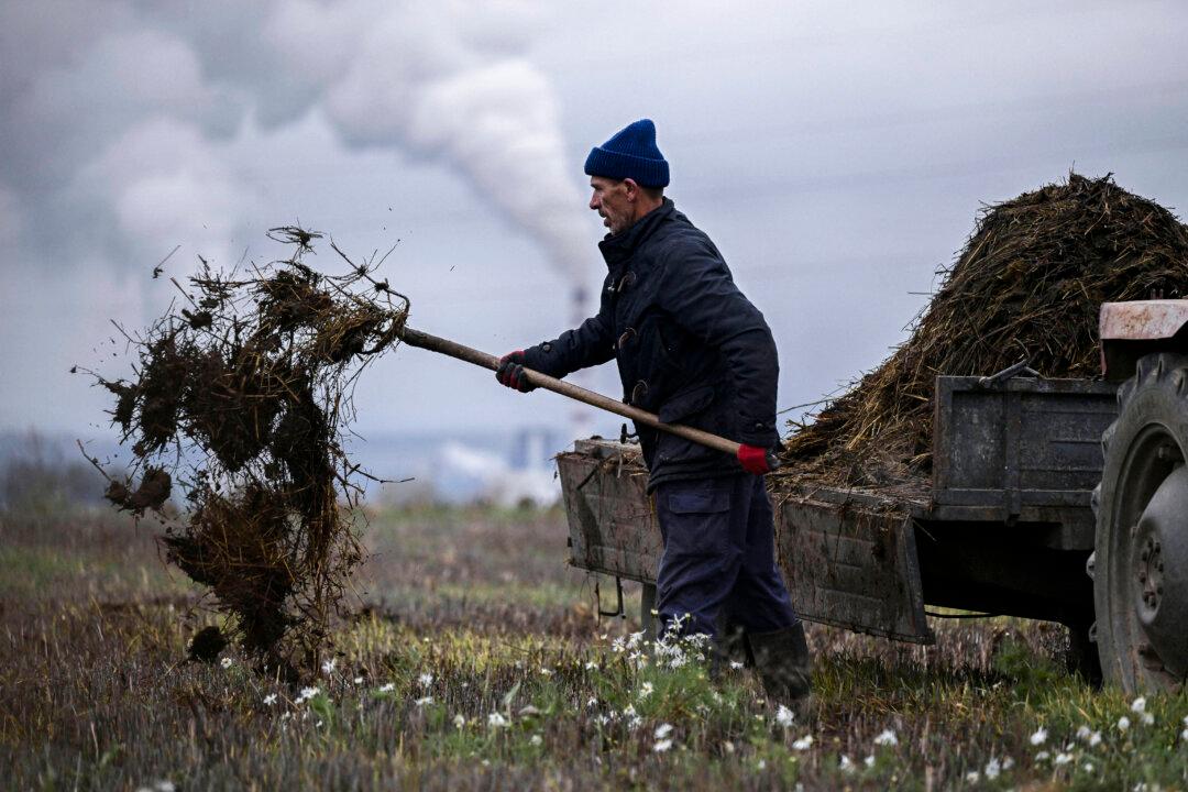 A farmer spreads organic fertilizer on his corn field, near a coal power plant in a suburb of Bardhosh village, north of Pristina, Kosovo, on Nov. 14, 2024. (Armend Nimani/AFP via Getty Images)