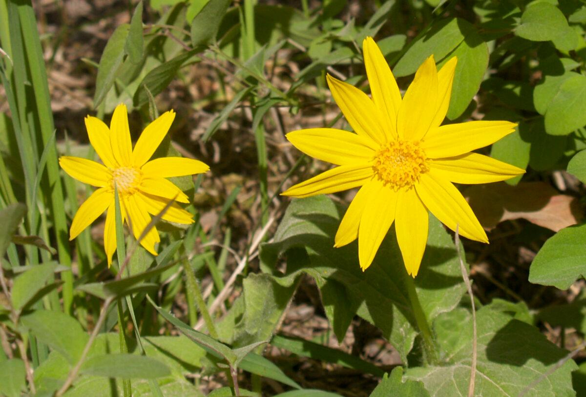 Wild arnica montana flowers. (Courtesy of Christie Goodman)