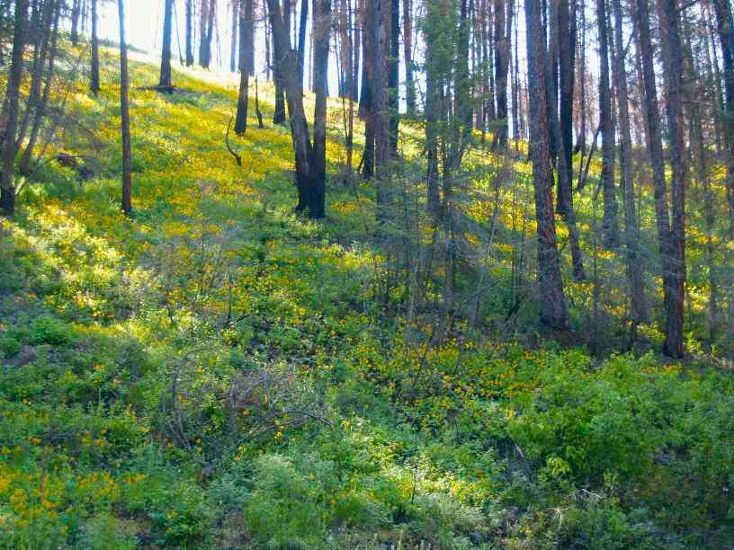 Wild arnica growing on a hillside. (Courtesy of Christie Goodman)