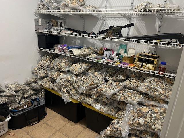 About 445 pounds of vacuum-sealed psilocybin mushrooms and 2,805 bags of mushrooms were seized at a Lake Elsinore, Calif., home, the Riverside County Sheriff's Department said on Nov. 27, 2024. (Riverside County Sheriff's Department)