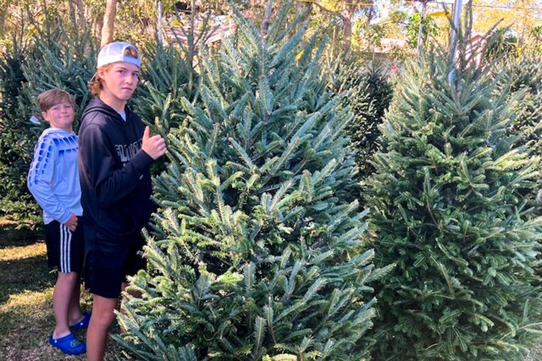 Mason Hayes, 14, and his brother, Jackson, 11, ferret through a forest of fresh-cut firs from North Carolina for the perfect Christmas tree at Booger Mountain Christmas Trees at Ardella Baptist Church in Lakeland, Fla., on Nov. 30, 2024. (John Haughey/The Epoch Times)