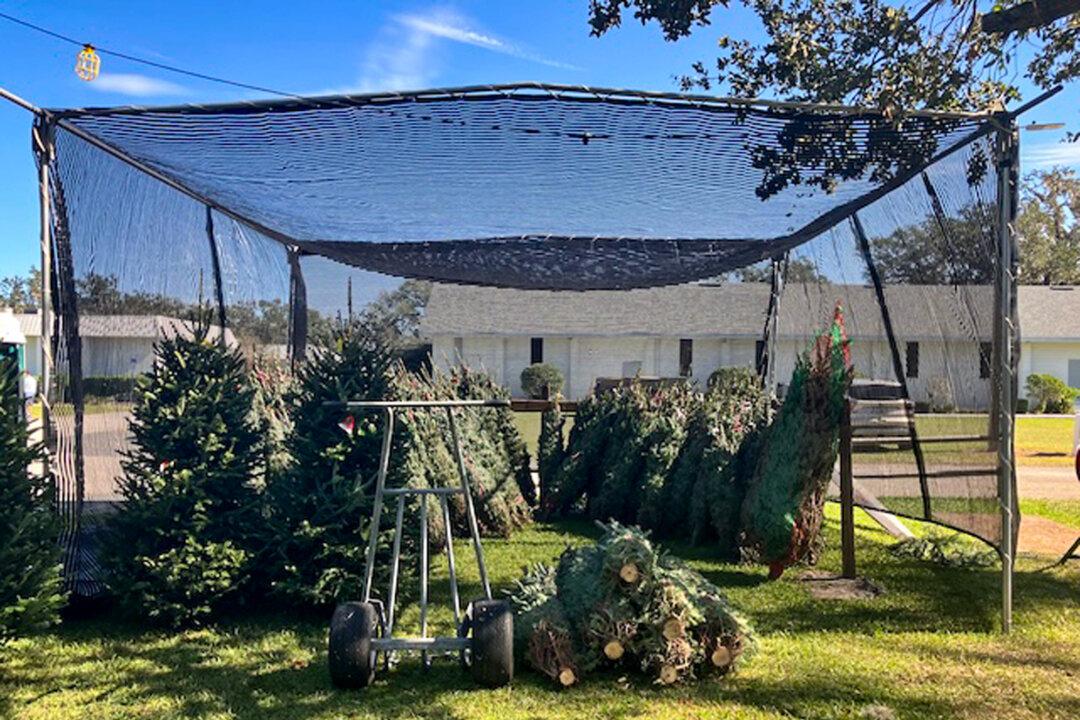 Pre-ordered and wrapped trees await pick up at Booger Mountain Christmas Trees in Lakeland, Fla., on Nov. 30, 2024. (John Haughey/The Epoch Times)