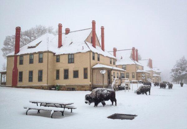 Bison gather in front of a lodging at Yellowstone National Park. Many national parks staffers lost their jobs last week, just before the busy season. (Courtesy of the National Park Service)