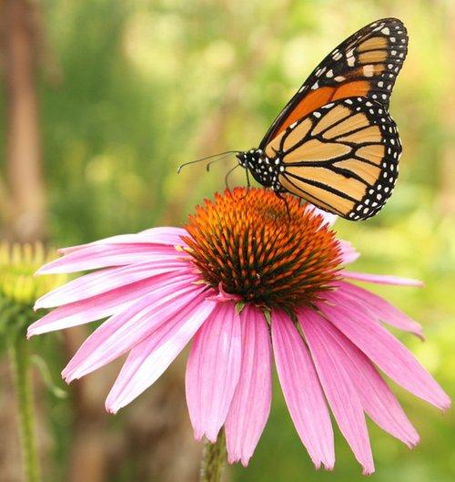 An echinacea purpurea flower. (Courtesy of Rita Hogan)