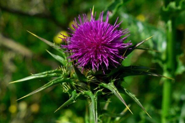 Milk thistle. (Courtesy of Rita Hogan)