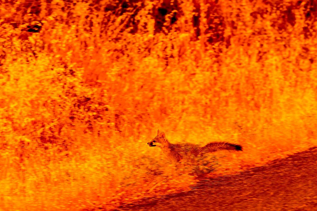 An animal runs through grass while fleeing flames as the Park Fire tears through the Cohasset community in Butte County, Calif., on July 25, 2024. The fire was the fifth largest in California history as almost 192 homes and other buildings were destroyed. (Noah Berger/AP Photo)