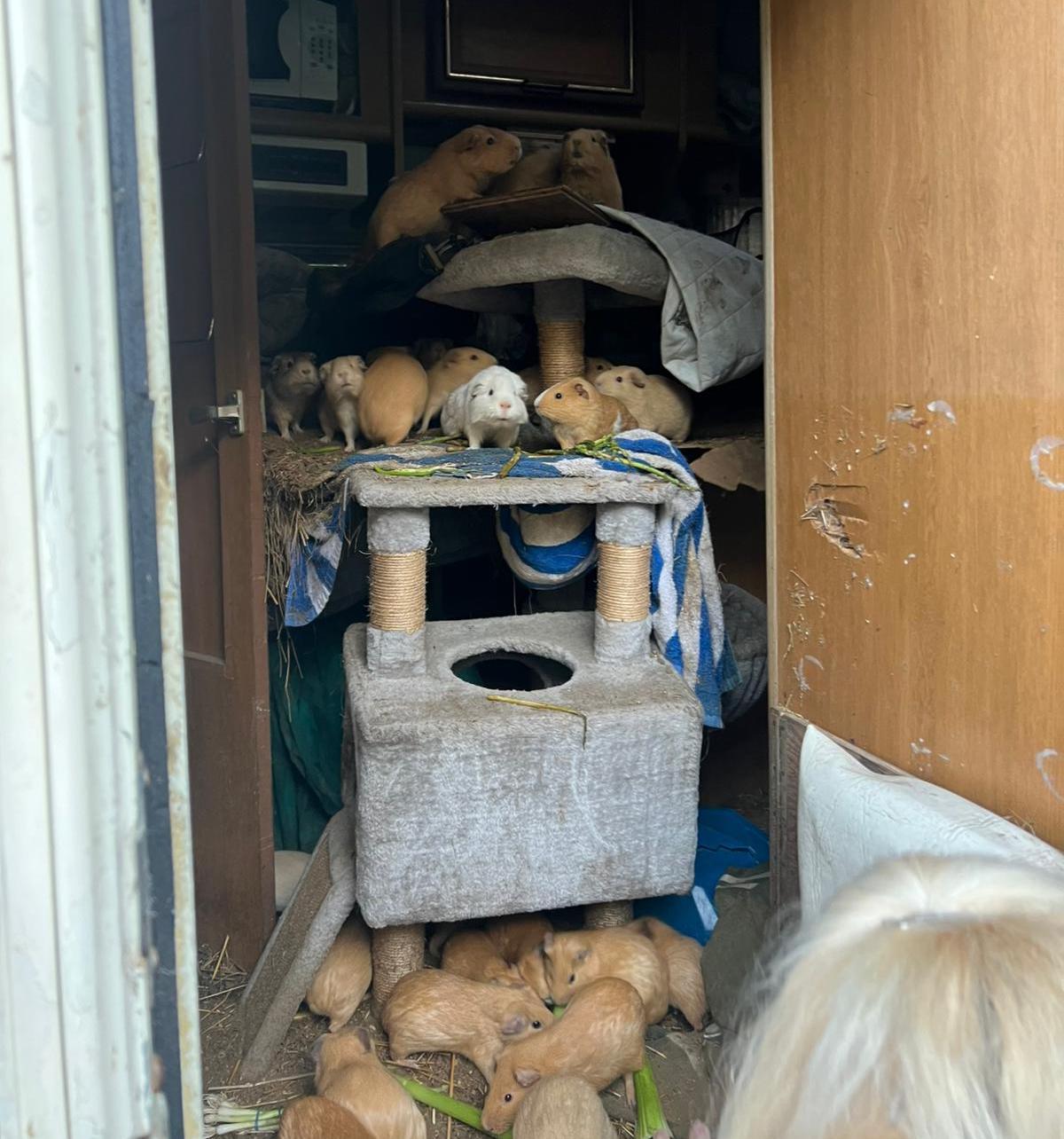 The San Diego Humane Society rescued dozens of guinea pigs from an RV after the animals' owner died. (Courtesy of the San Diego Humane Society)