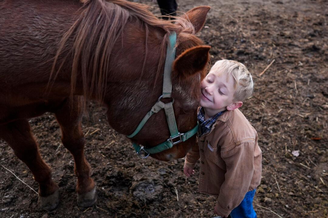 Isaac Young, 5, rests his cheek on the family horse Rusty's forehead during farm chores before homeschooling in Sunbury, Ohio, on Nov. 12, 2024. (AP Photo/Carolyn Kaster)