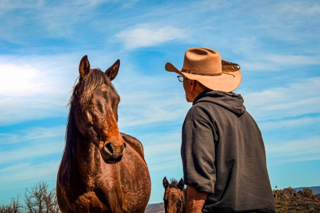 Williams Simpson with wild horses. (Courtesy of Michelle Gough)