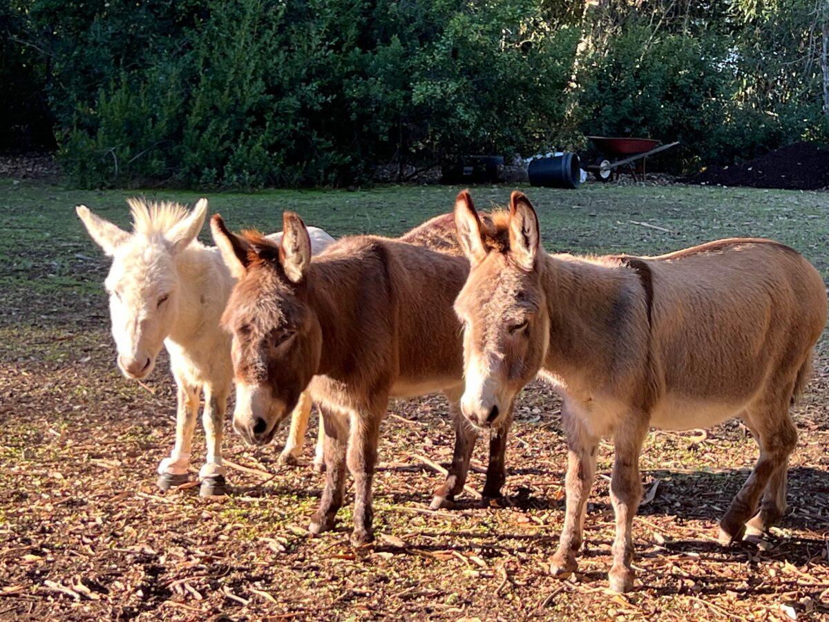 (L-R) Donkeys April, Buddy, and Perry. (Courtesy of Jenny Kiratli)