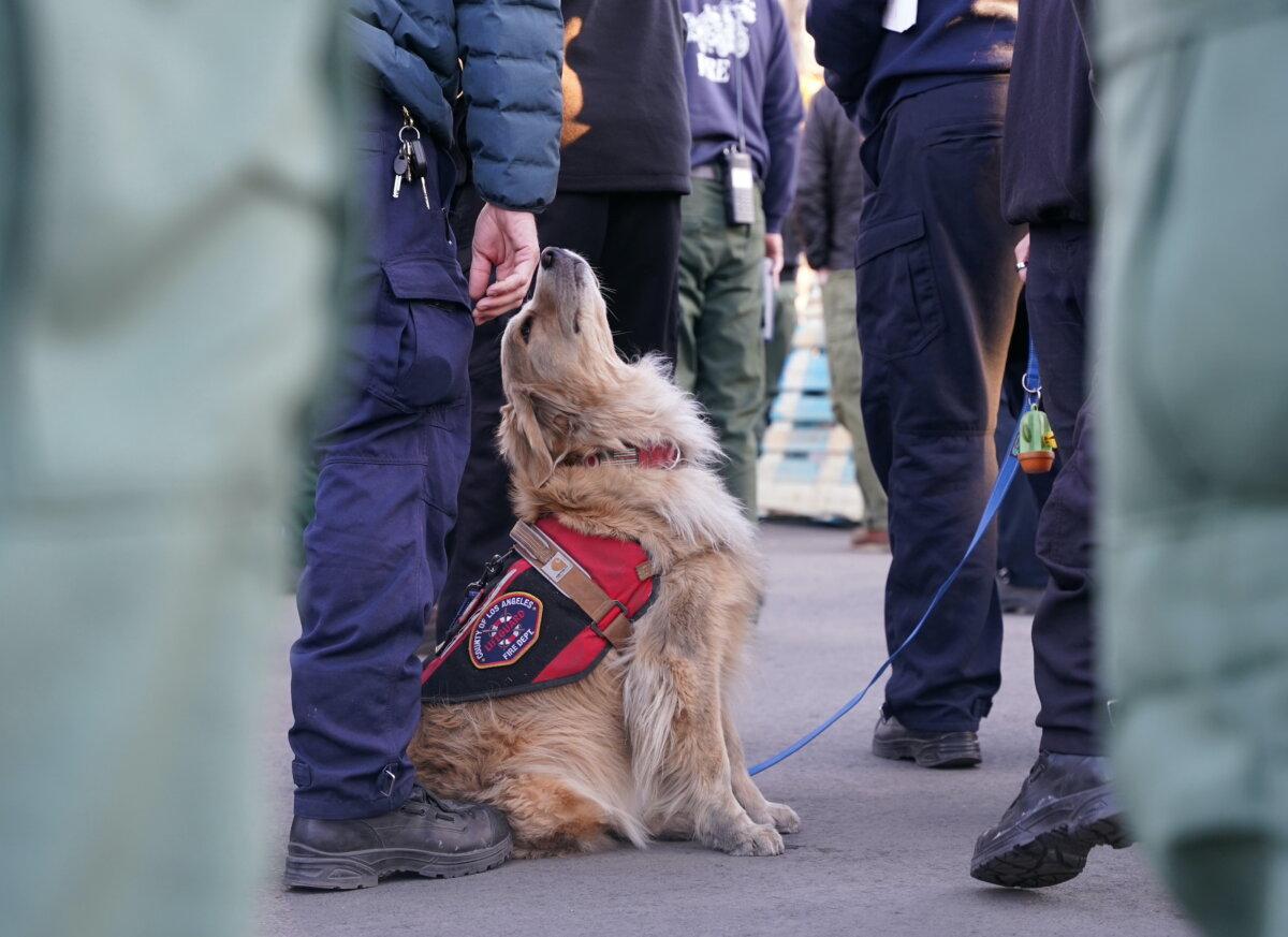 A therapy dog with the Los Angeles County Fire Department comforts first responders in Pasadena, Calif., on Jan. 16, 2024. (Beige Luciano-Adams/The Epoch Times)