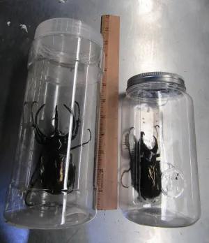 The giant live beetles measure 4 to 5 inches long. (U.S. Customs and Border Protection)