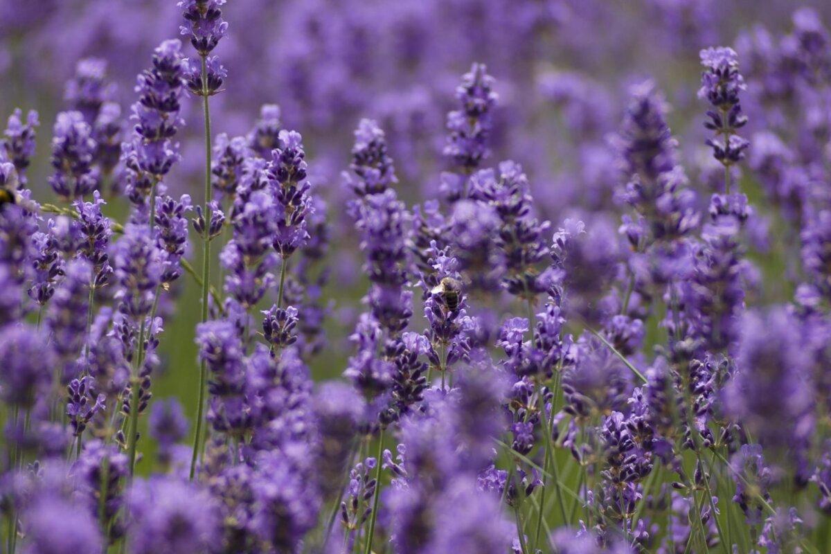 A lavender plant. (Courtesy of Janet Roark)