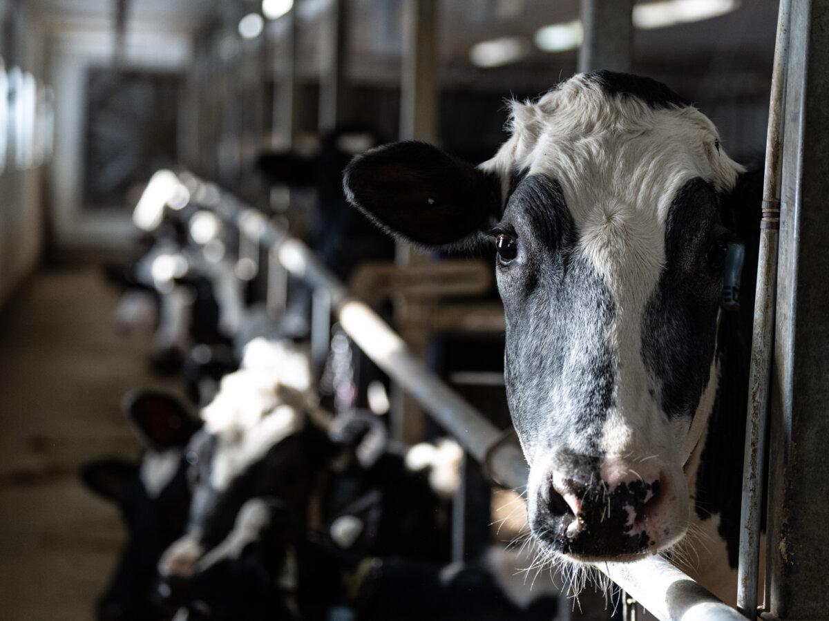 Cows  in a dairy farm in Granby, Que., on Feb. 5, 2025. (Christinne Muschi/The Canadian Press)