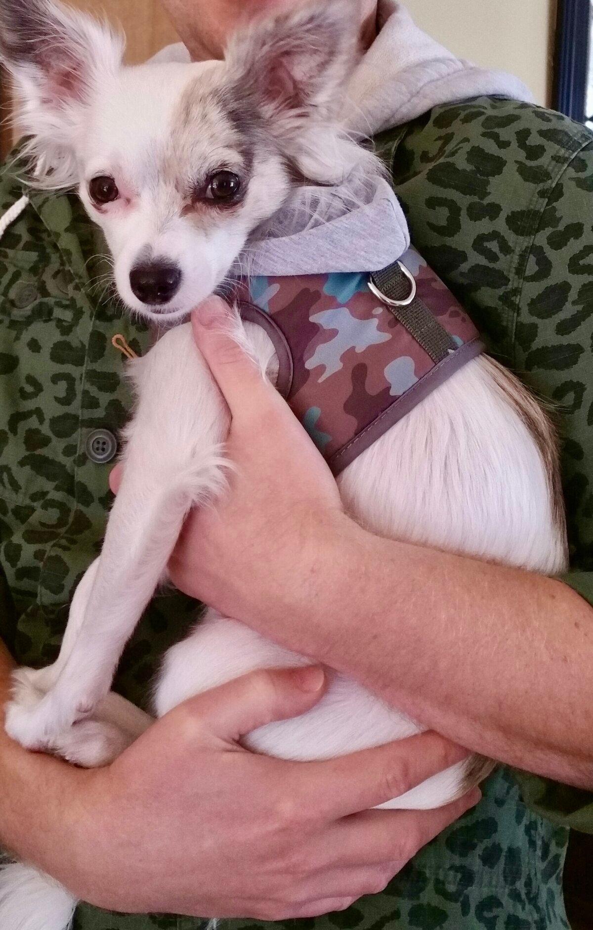 Small dog Daisy wears a harness before her walk. (Helen Billings/The Epoch Times)