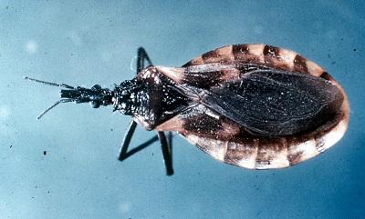 An image of a "kissing bug." (CDC)