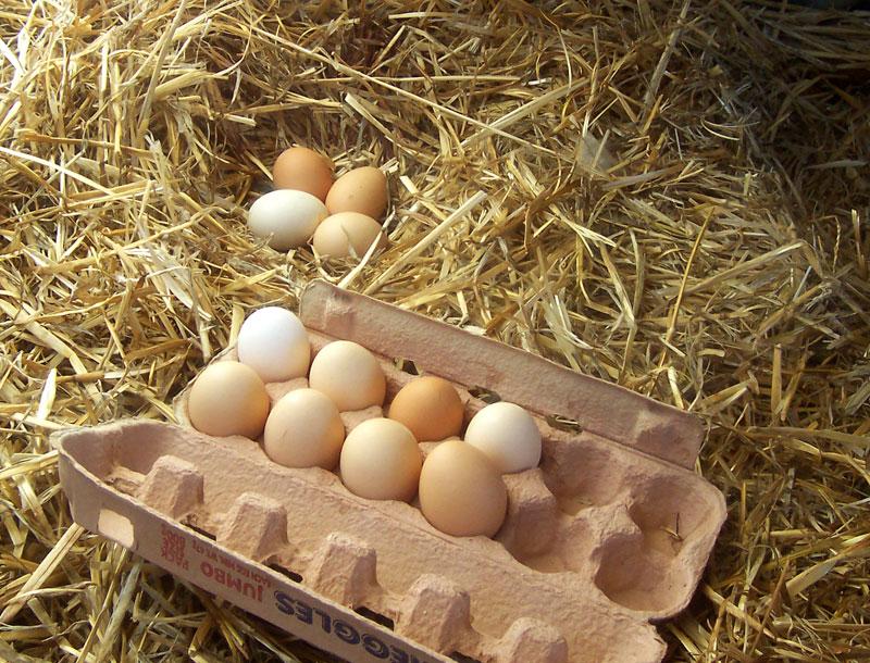 Eggs by the dozen. (<a href="https://commons.wikimedia.org/wiki/File:Freerange_eggs.jpg">Fir0002</a>/<a href="https://creativecommons.org/licenses/by-sa/3.0/">CC BY-S.A. 3.0</a>)