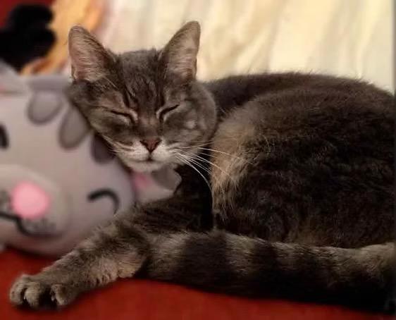 Venus. (Courtesy of Cheryl Ramos)