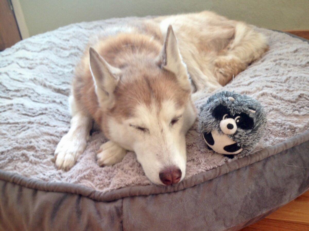 Luna. (Helen Billings/The Epoch Times)