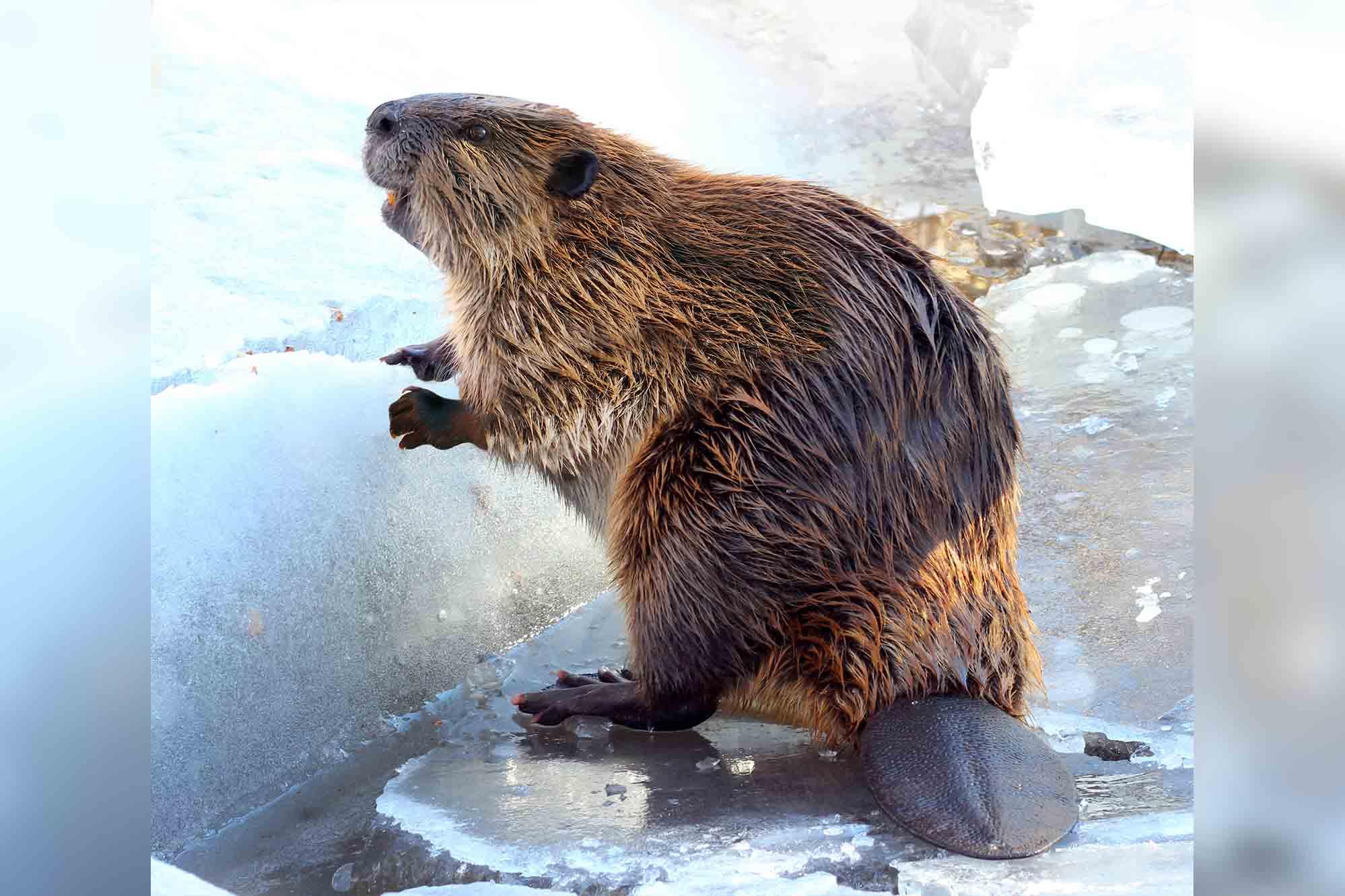 A North American beaver in winter. (Shutterstock/Jody Ann)