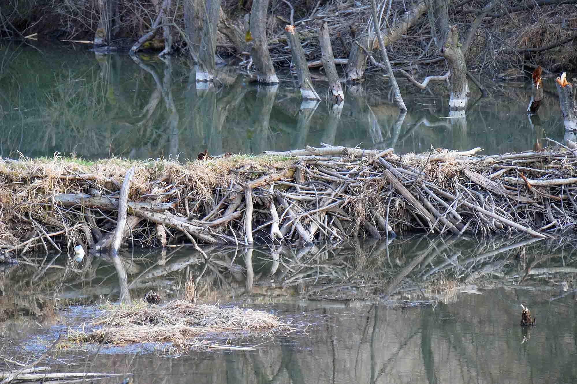 A typical beaver dam in a lowland swamp. (Shutterstock/Marek Rybar)