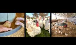 People Are Paying $10 Per Pound for These Turkeys—Here’s Why