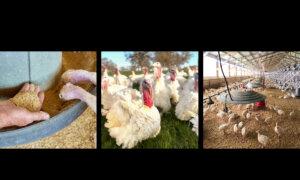 People Are Paying $10 Per Pound for These Turkeys—Here’s Why