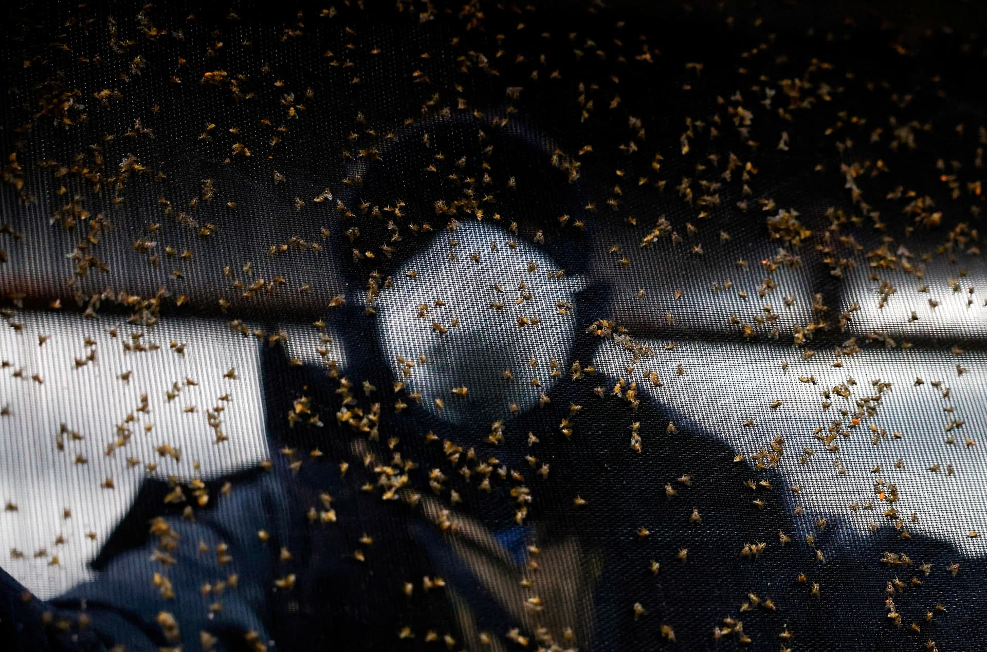 A worker handles a tray with Mediterranean fruit flies inside a bio-factory as Mexico's government reconditions a plant to become the new sterile screwworm fly facility, part of the country's effort to eradicate the flesh-eating parasite, in Metapa de Dominguez, Mexico, on Oct. 17, 2025. (Daniel Becerril/Reuters)