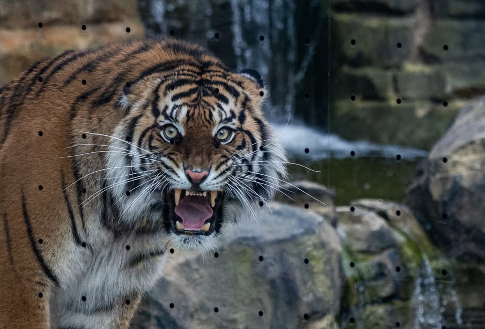 A female Sumatran Tiger snarls in its new enclosure at Berlin's Zoologischer Garten zoo on March 26, 2026. (John Macdougall/AFP via Getty Images)